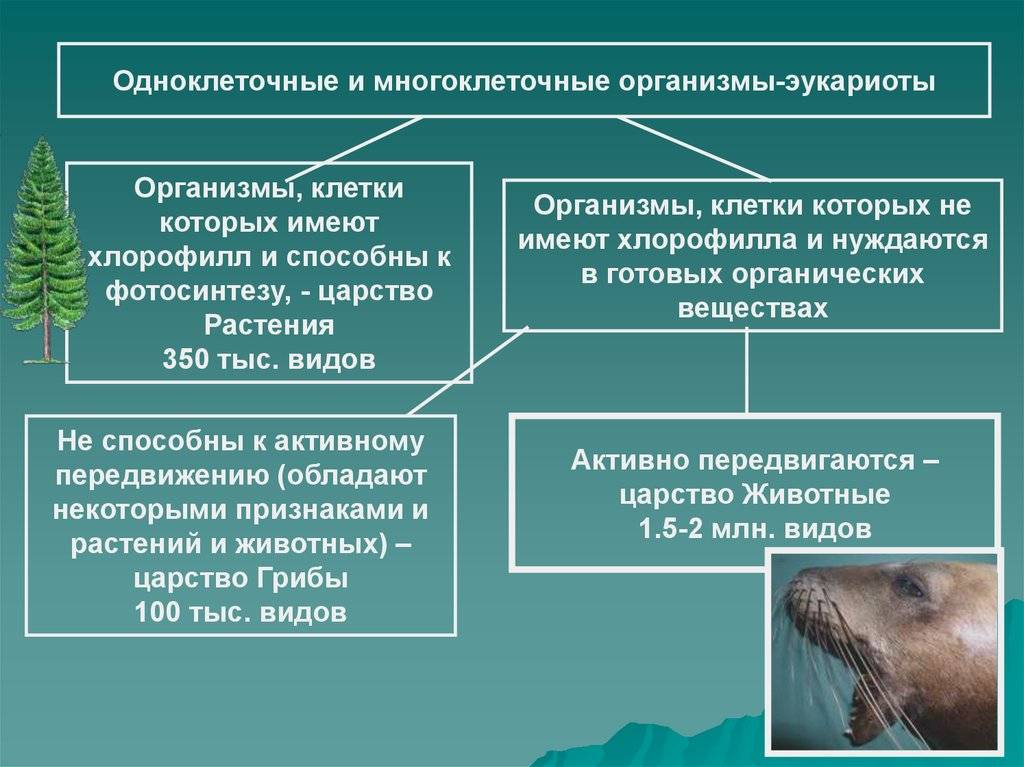 Одноклеточные и многоклеточные организмы – биология