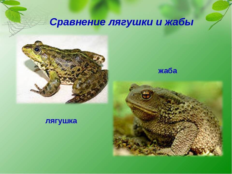 Сравнение жабы и лягушки – основные сходства и различия