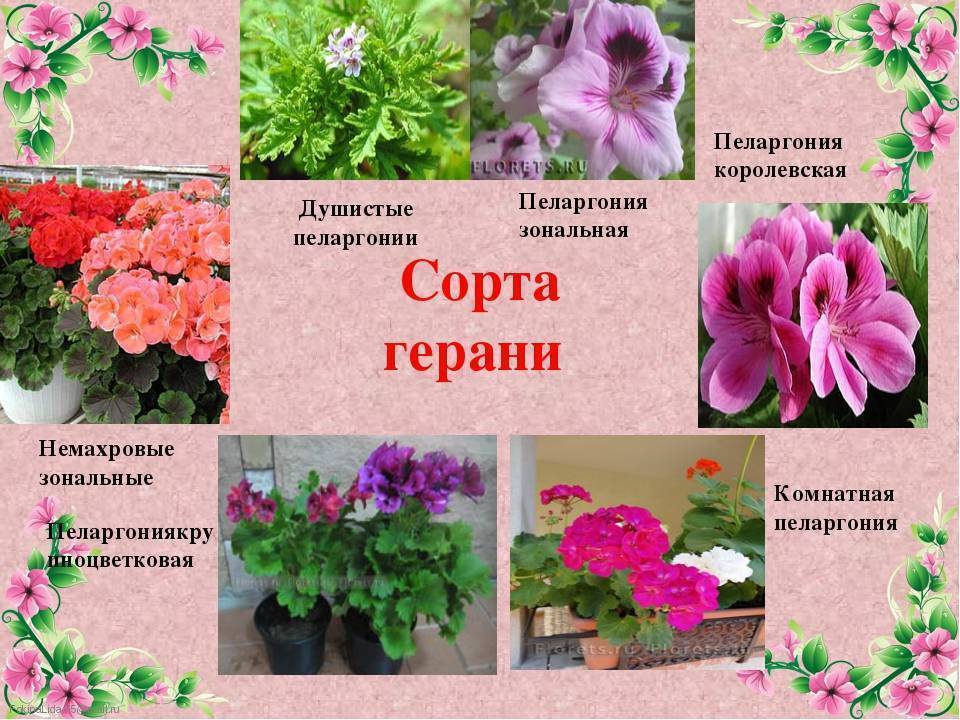 Герань и пеларгония: в чем разница между растениями