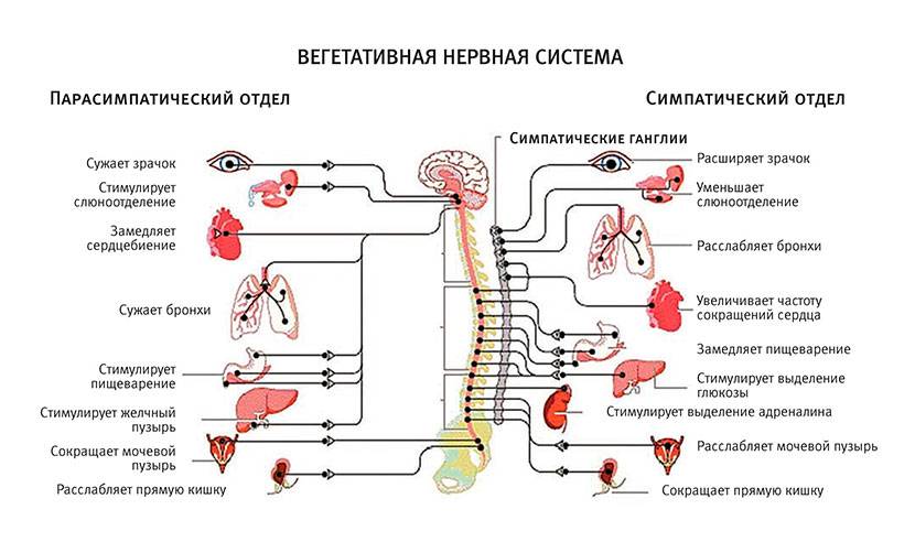 Симпатический и парасимпатический отделы вегетативной нервной системы: что это?