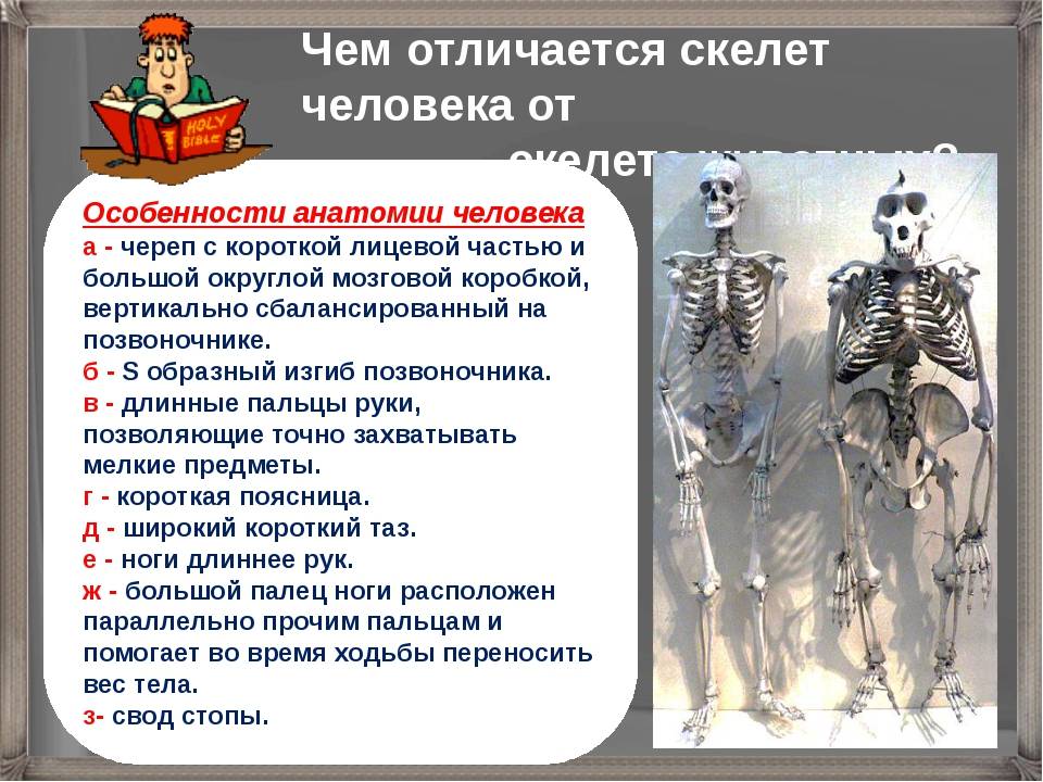 Отличия скелета человека от скелета млекопитающих - creativegurumind.ru