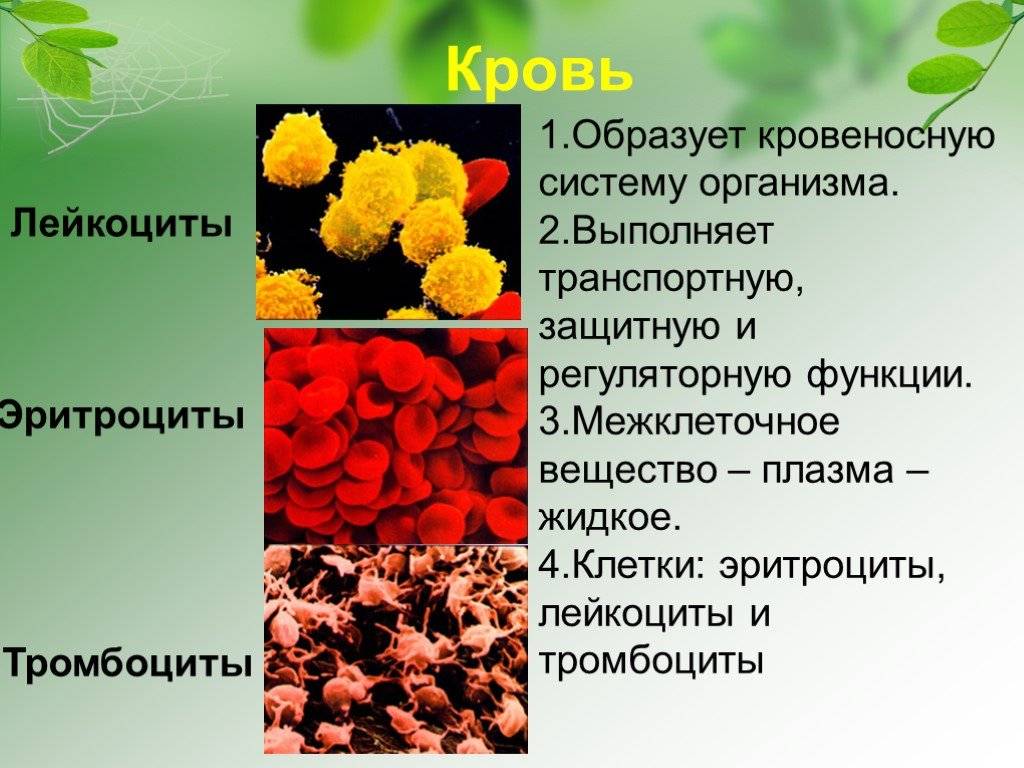 Эритроциты и лейкоциты — функции, нормы показателей и отклонения от них