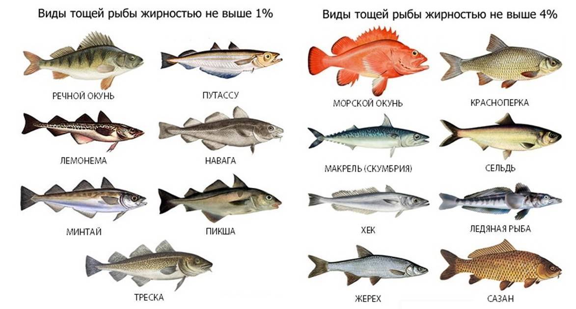 Чем отличаются морские рыбы от речных? разбор основных отличий между морскими и пресноводными обитателями