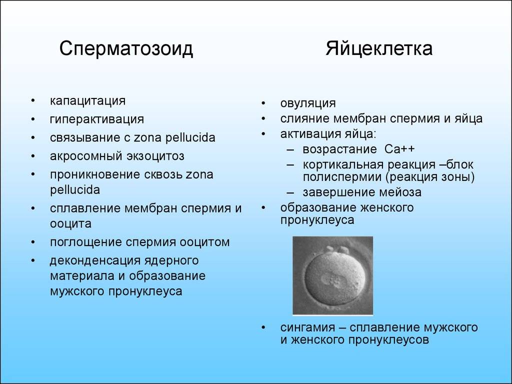 Яйцеклетка и сперматозоид: чем отличается, строение, сравнение