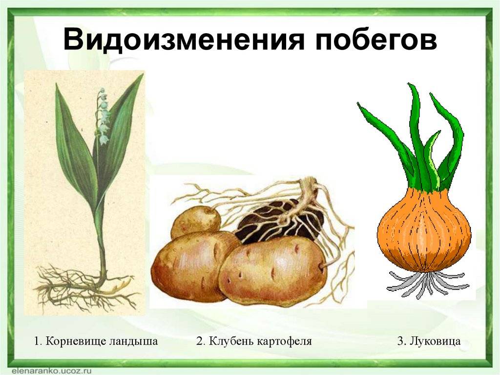 Сходство и различие строения клубня и луковицы. разница между клубнем и луковицей