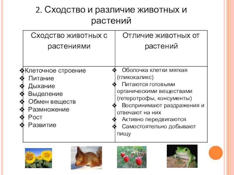 Общие сведения о животном мире. биология 7 класс. пасечник