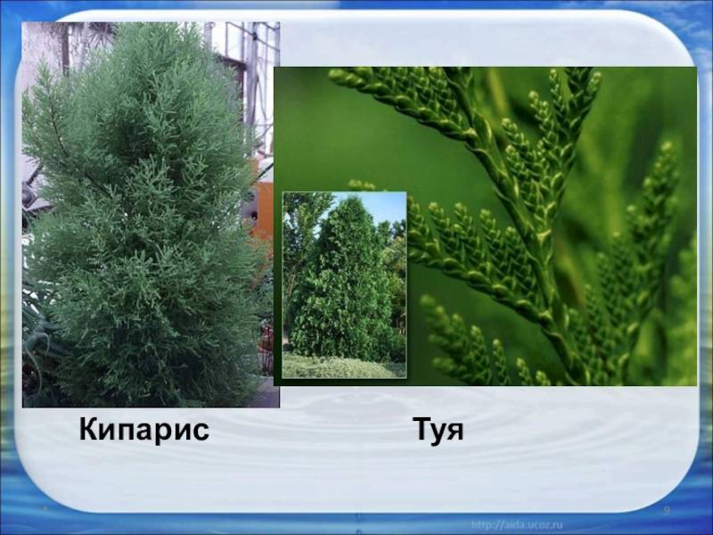 Чем отличается кипарис от можжевельника. чем отличается туя от можжевельника