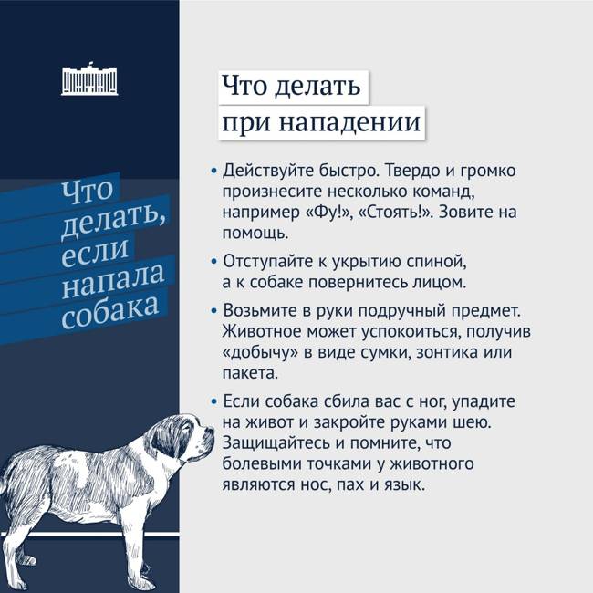 Что делать при нападении собак: совет опытного кинолога