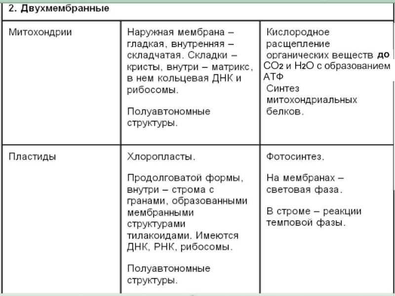 Сходство и различие хлоропластов и митохондрий - анализ структуры и функций - thisiswin11