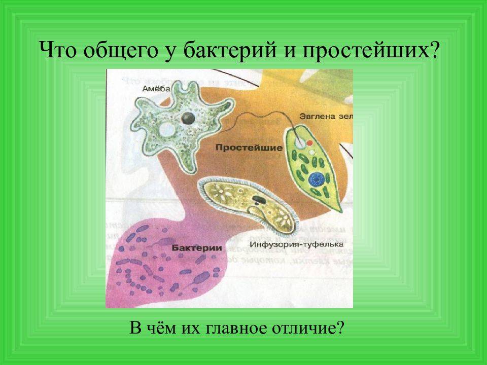 Консультация для воспитателей «чем отличаются бактерии, микробы и вирусы?». воспитателям детских садов, школьным учителям и педагогам - маам.ру