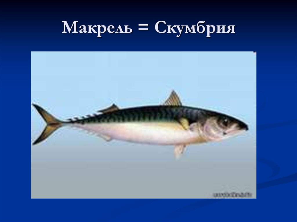 Скумбрия и макрель в чем разница. макрель vs скумбрия