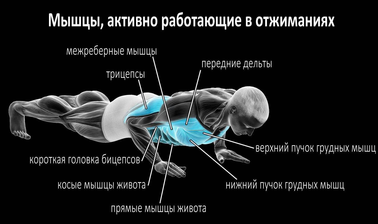 Польза отжиманий: от пола, мышцы, работают, для мужчин, женщин