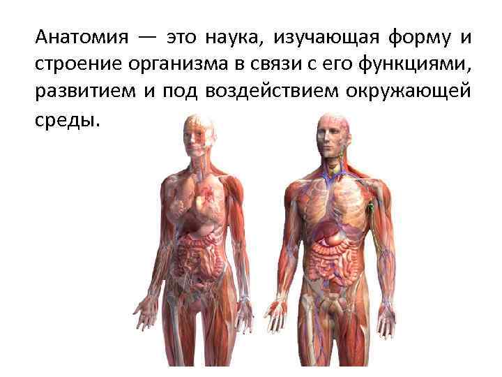 Анатомия и физиология человека, базовые знания - всё о тренировках