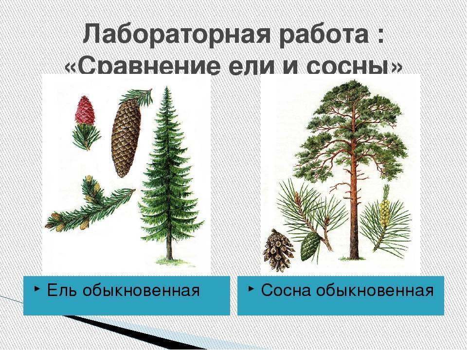 Сосна и ель различия, сравнение и фото деревьев