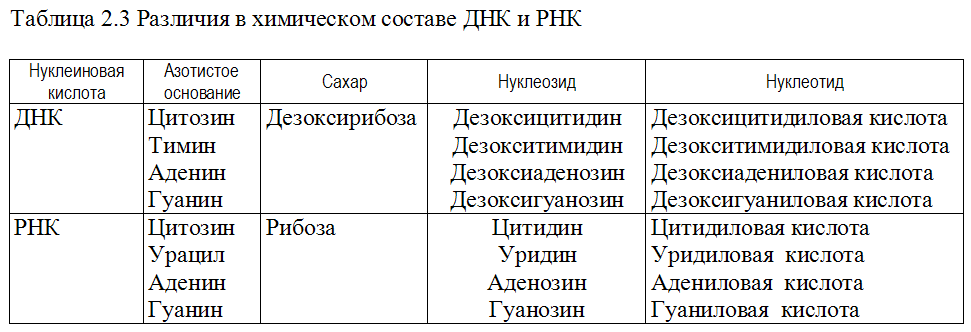 Разница между аминокислотой и нуклеиновой кислотой