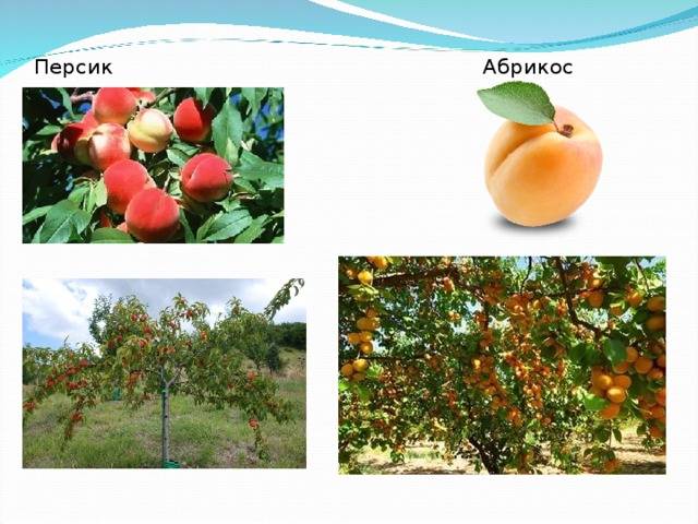 Чем отличается абрикос от персика, что больше
чем отличается абрикос от персика, что больше