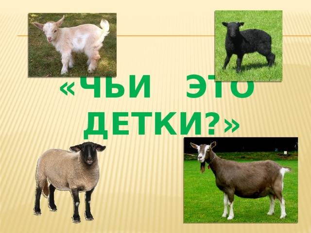 В чем отличие между овцой и бараном: основные различия и характеристики