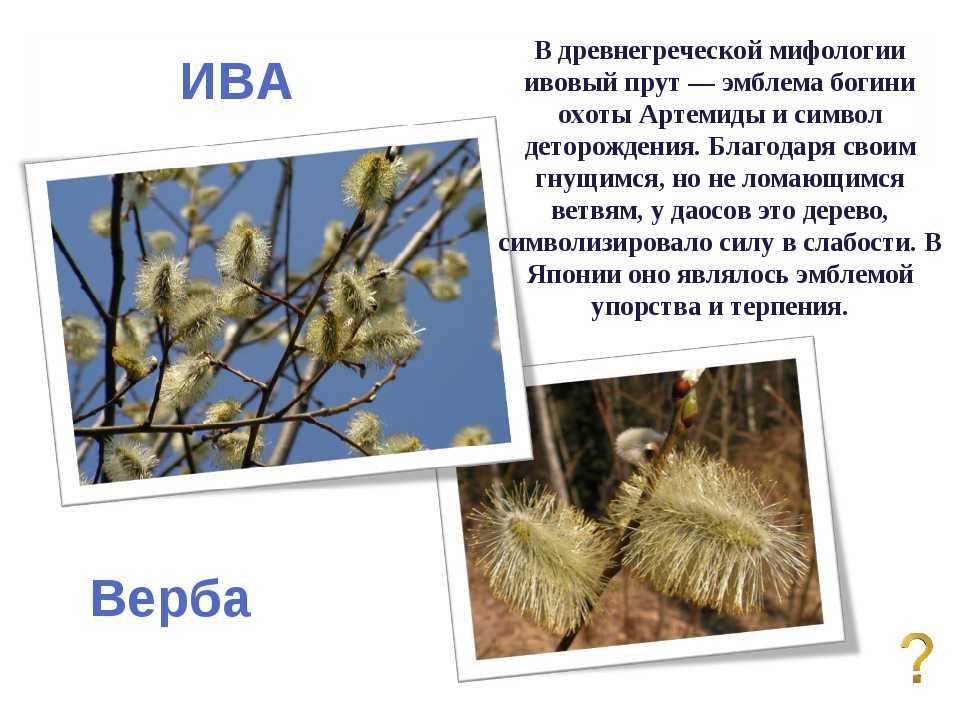 Разница между ивой, вербой, ракитой, лозой, ветлой, шелюгой и красноталом - подробное сравнение