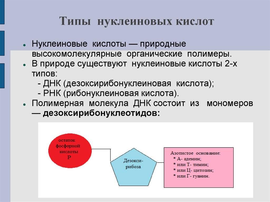 Разница между нуклеиновой кислотой и аминокислотой - разница между - 2024