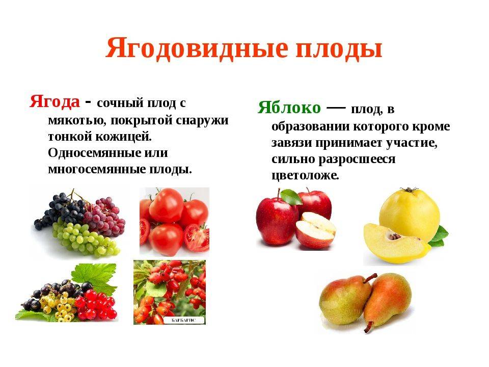 Плоды цветковых растений. морфология и классификация плодов