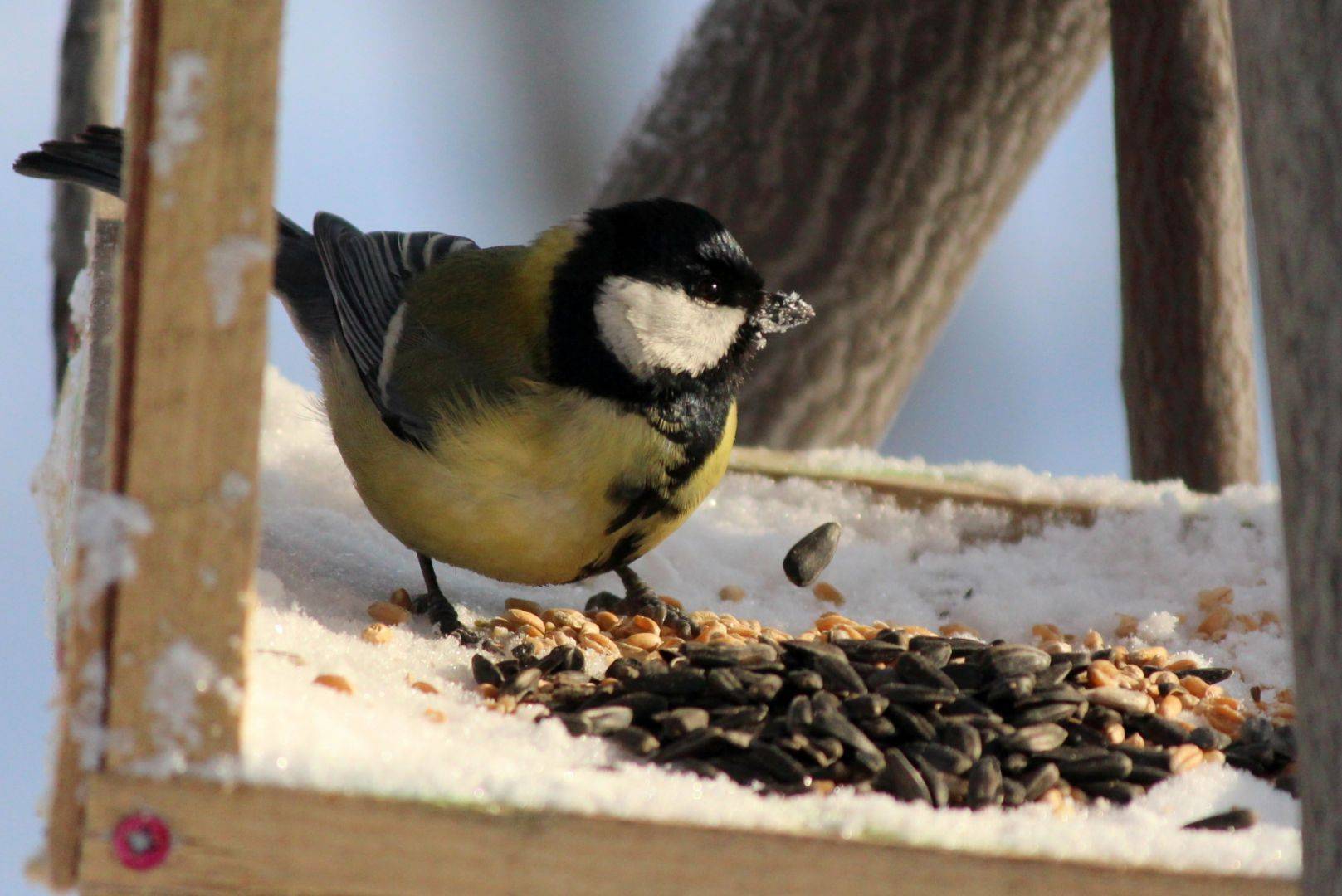О питании синиц: что едят, что можно давать птицам, какой корм сыпать в кормушку