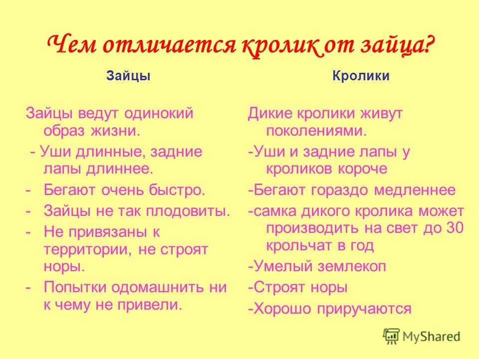 Какой на вкус кролик? - места и названия