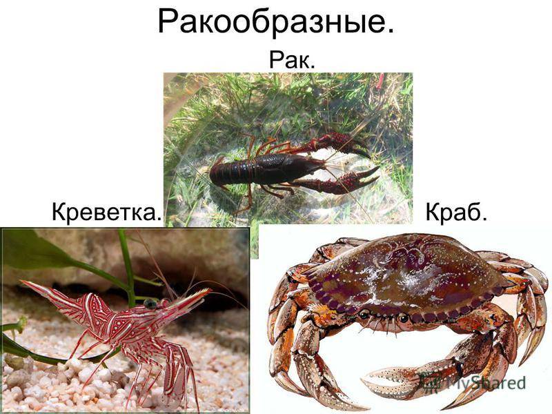 Чем отличается лобстер от рака: есть ли разница с крабом, сравнение