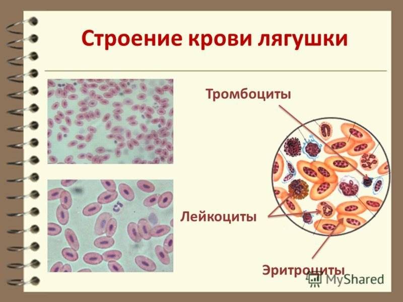 Разница между кровью лягушки и человека. тема «состав крови. строение крови лягушки и человека