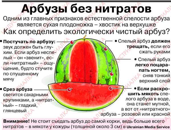 Мифы и правда об арбузах — мир новостей