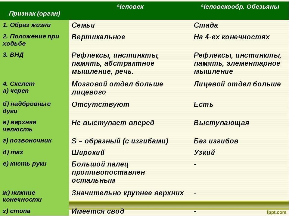 Apes vs humans: difference and comparison