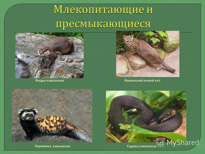 Животные