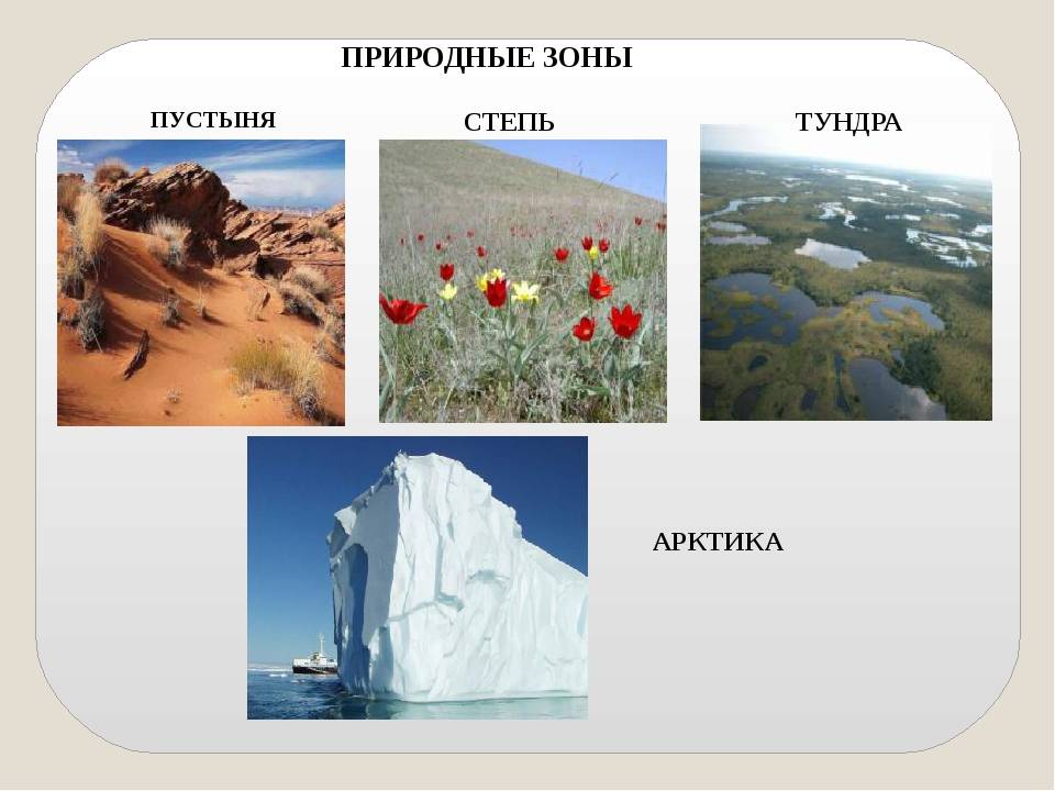Природные зоны россии: степь, субтропики, пустыня и полупустыня