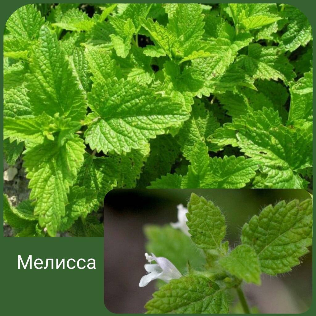 Мята и мелисса — отличия, что лучше