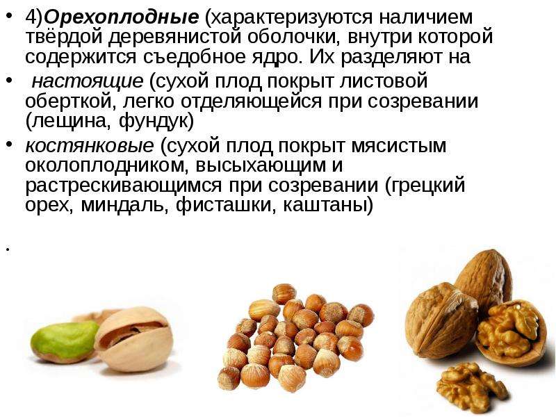 Чем отличается фундук от лесного ореха - агро журнал "ru поле"