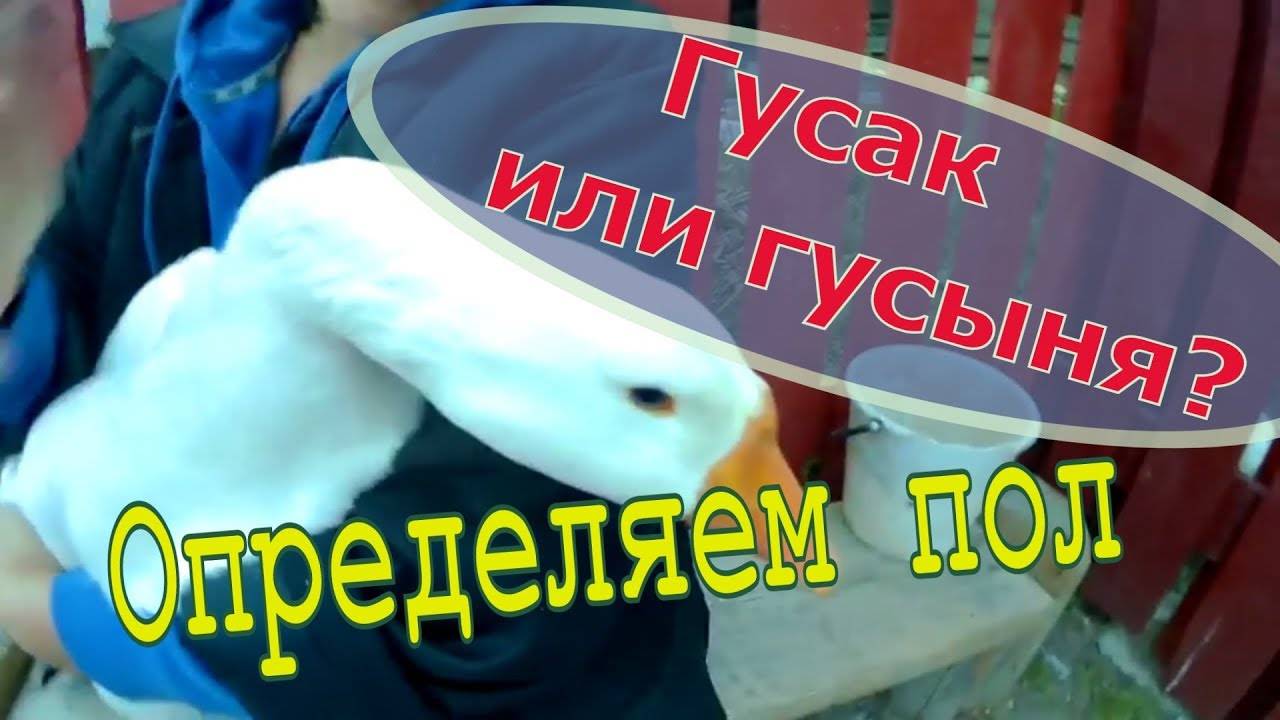 Как отличить гусака от гусыни: несколько способов
