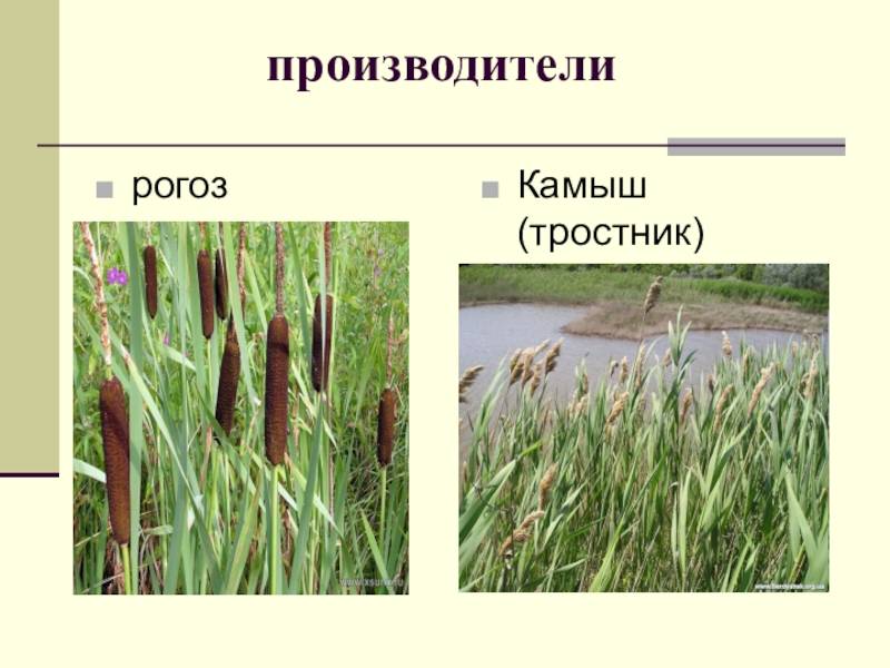 Рогоз и камыш — отличия, фото или новое знакомство с привычными нам растениями. как называется камыш по другому. - uhistory.ru
