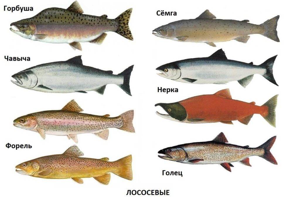 Лосось и семга – это одно и то же или нет, в чем разница, главные отличия: рассказываем по полочкам