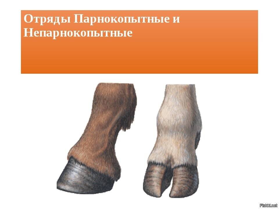 Парнокопытные и непарнокопытные животные - определение, признаки