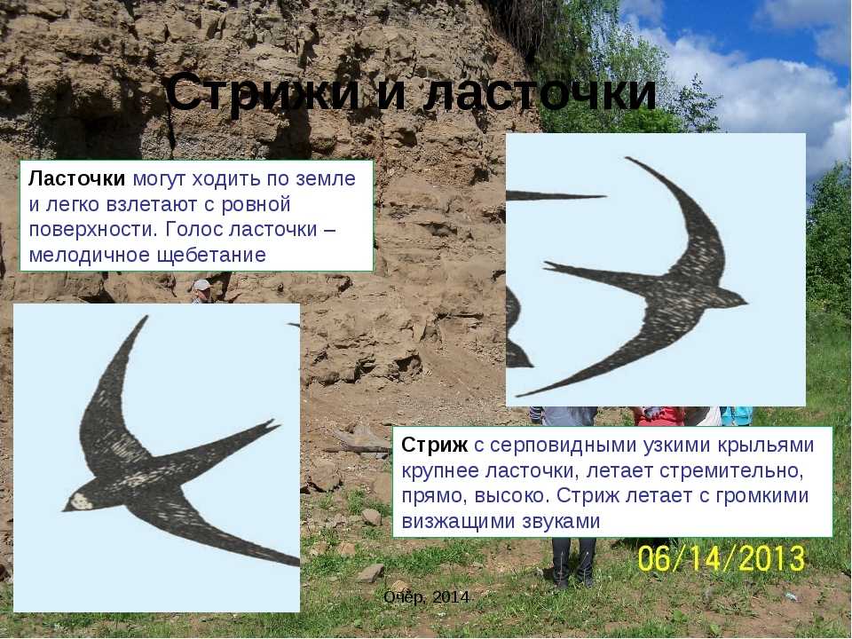 Похожества и различия между ласточками и стрижами