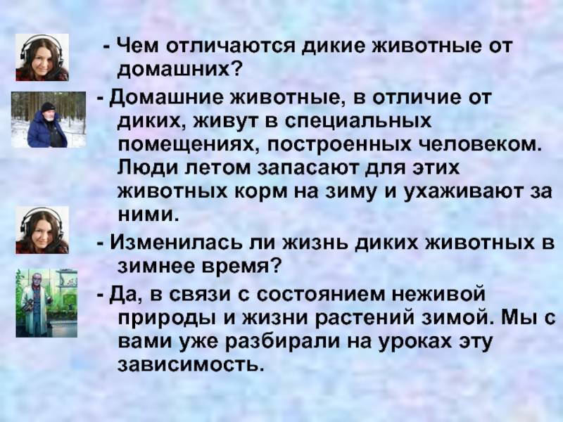 Разница между домашними и домашними животными - общество - 2024