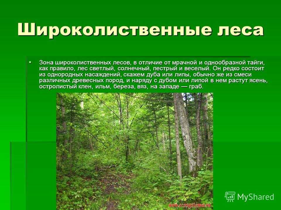 Зона смешанных лесов