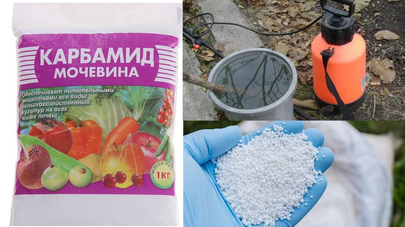 Влияние аммиачной селитры и мочевины на овощные культуры