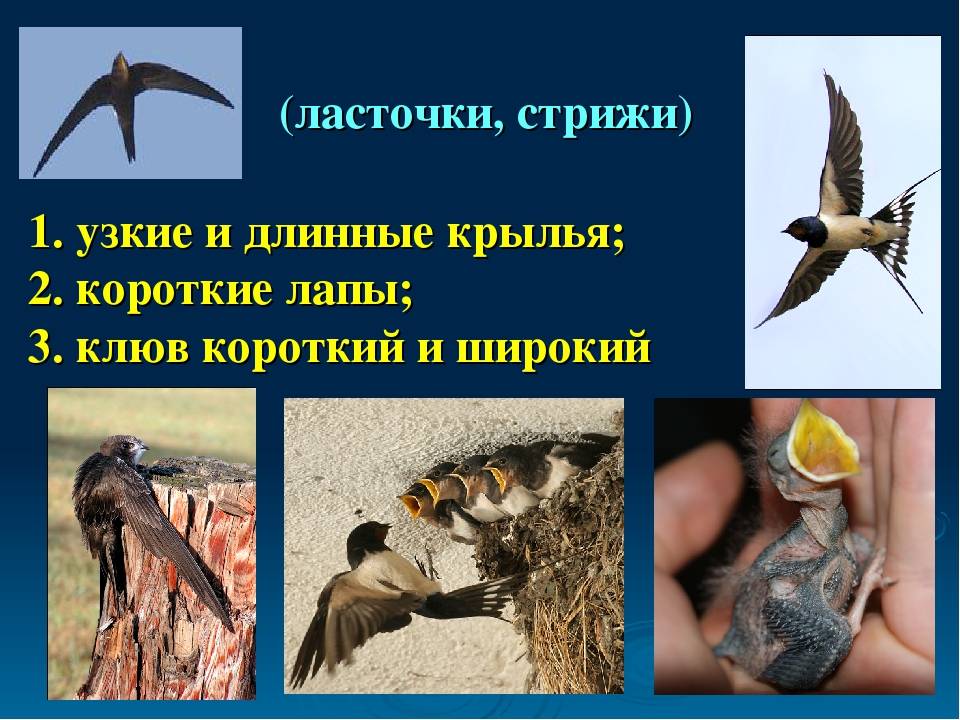 Похожества и различия между ласточками и стрижами