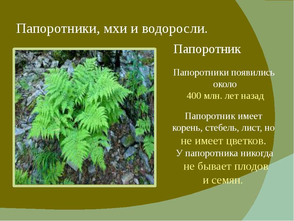 § 10. водоросли, мхи, папоротники, плауны, хвощи