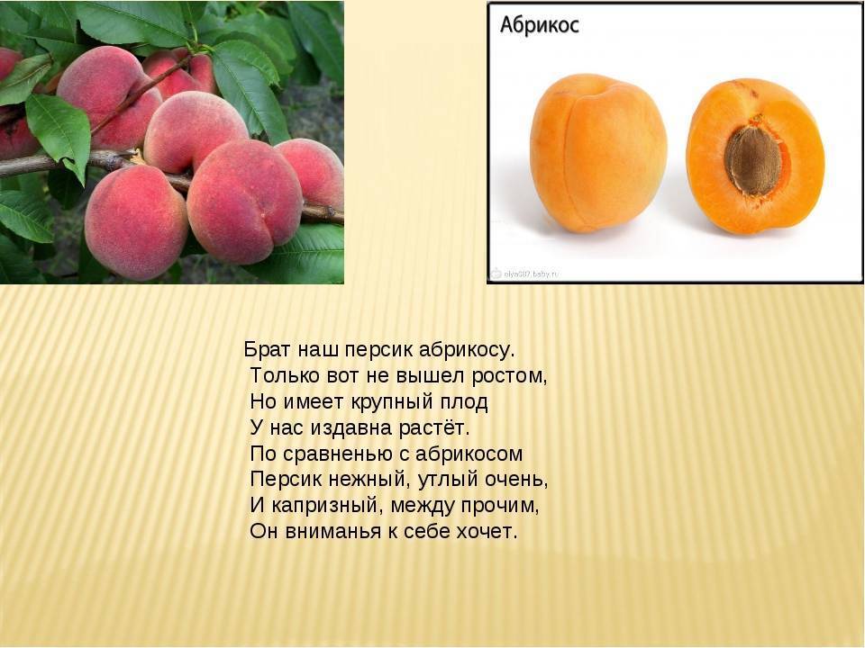 Разница между персиком и абрикосом: внешний вид, использование в кулинарии и косметологии, пищевая ценность, витамины, вкус