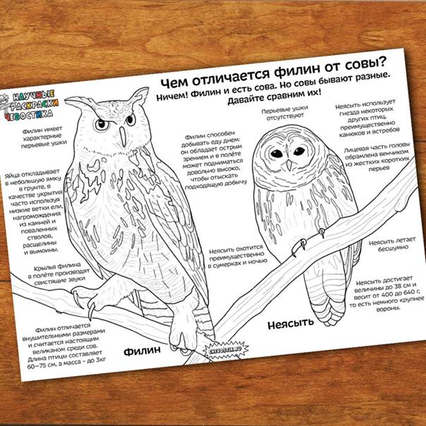 Филин и сова - характерные сходства и различия, места обитания