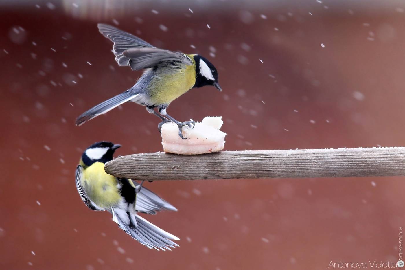 Синицы спешат на помощь — как эти птицы помогают саду? фото — ботаничка