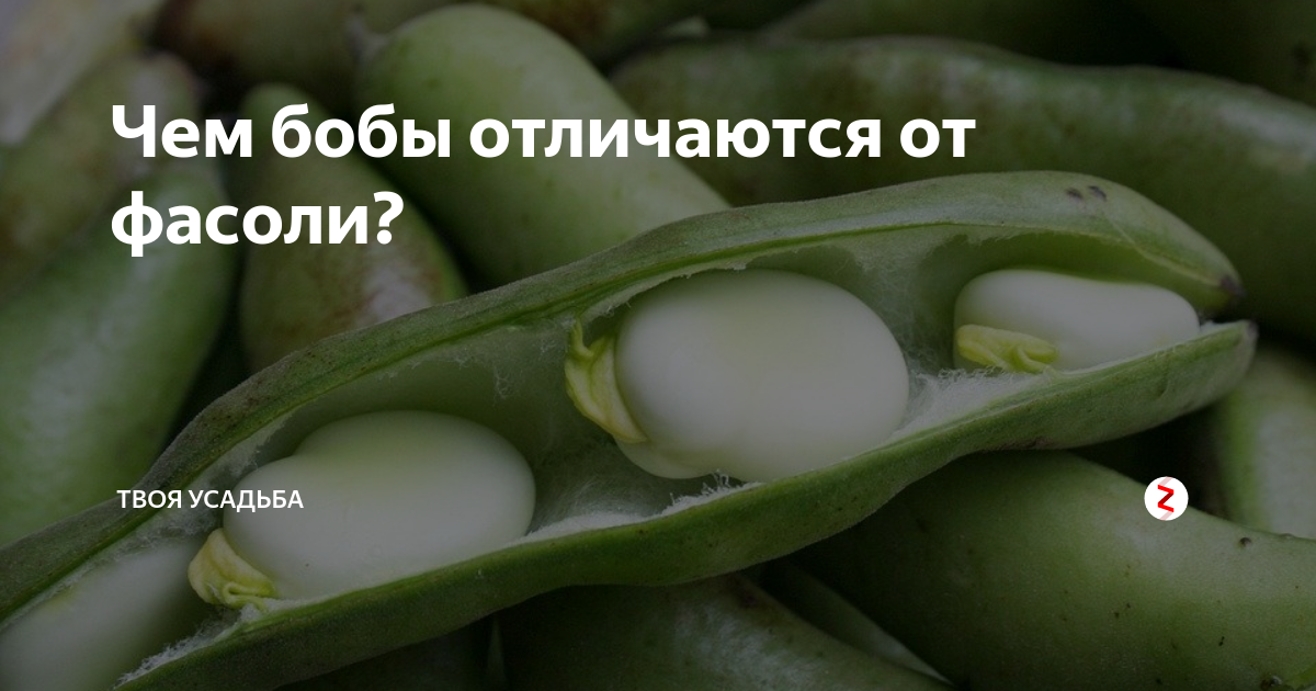 Чем отличаются бобы от фасоли