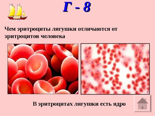 Отличия эритроцитов человека от эритроцитов лягушки: что их различает?