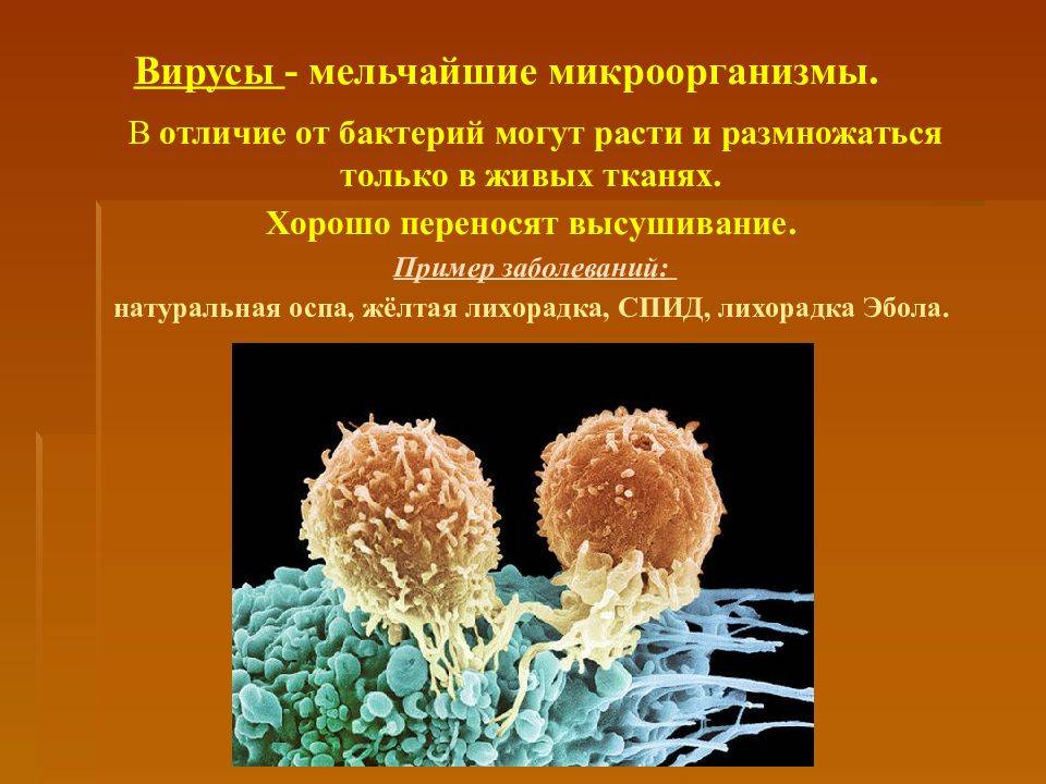 Что такое бактерии